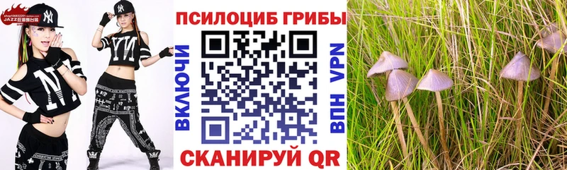 Псилоцибиновые грибы Psilocybe Черемхово